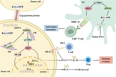 Bidirectional regulation of the cGAS-STING pathway in the immunosuppressive tumor microenvironment and its association with immunotherapy